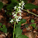 Platanthera bifolia (3)