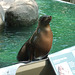 Sea Lion at the Bronx Zoo, May 2012