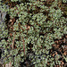 Scleranthus perennis- Scléranthe pérenne-001