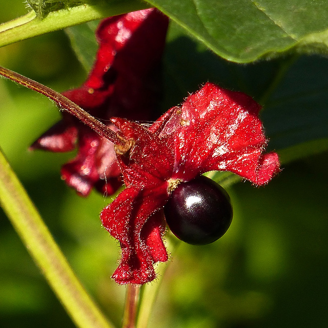 Bracted Honeysuckle