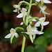 Platanthera bifolia (4)