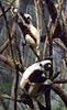 Lemurs at the Bronx Zoo, May 2012