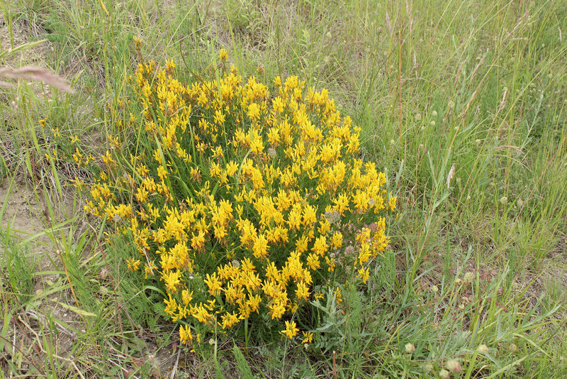 Genista tinctoria-001