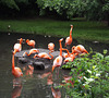 Flamingos at the Bronx Zoo, May 2012