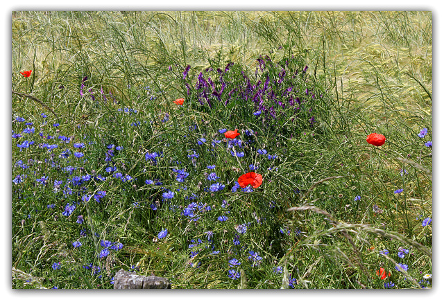 Pour le 14 juillet (3)