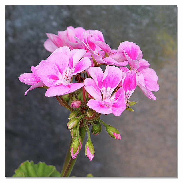 Pelargonium Americana Light Pink Splash - East Blatchington - 18.7.2014