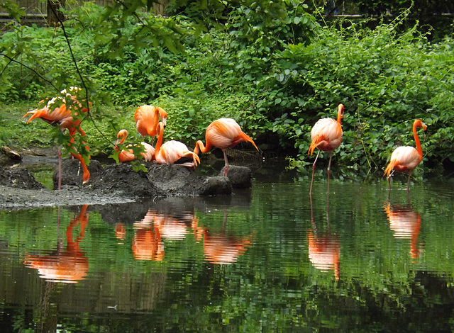 Flamingos at the Bronx Zoo, May 2012