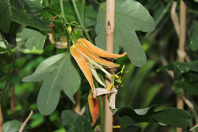 Passiflora aurantia-001