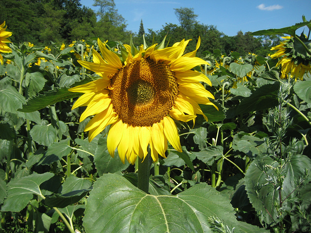 Sommer 2013/2