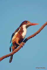 20080124-0118 White-throated kingfisher