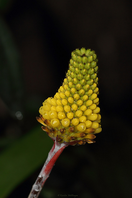 Blüte (Wilhelma)