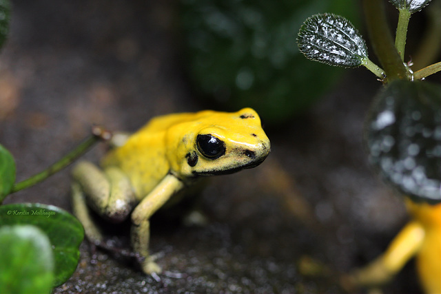 Goldener Pfeilgiftfrosch (Wilhelma)