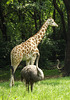Ostrich and Giraffe at the Bronx Zoo, May 2012