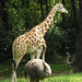 Ostrich and Giraffe at the Bronx Zoo, May 2012