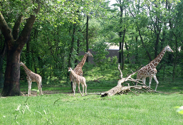 Giraffes at the Bronx Zoo, May 2012