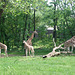 Giraffes at the Bronx Zoo, May 2012