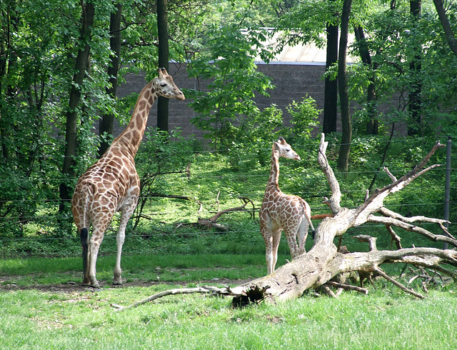 Giraffes at the Bronx Zoo, May 2012