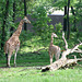 Giraffes at the Bronx Zoo, May 2012