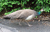 Female Peahen at the Bronx Zoo, May 2012