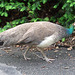 Female Peahen at the Bronx Zoo, May 2012