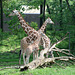 Giraffes at the Bronx Zoo, May 2012