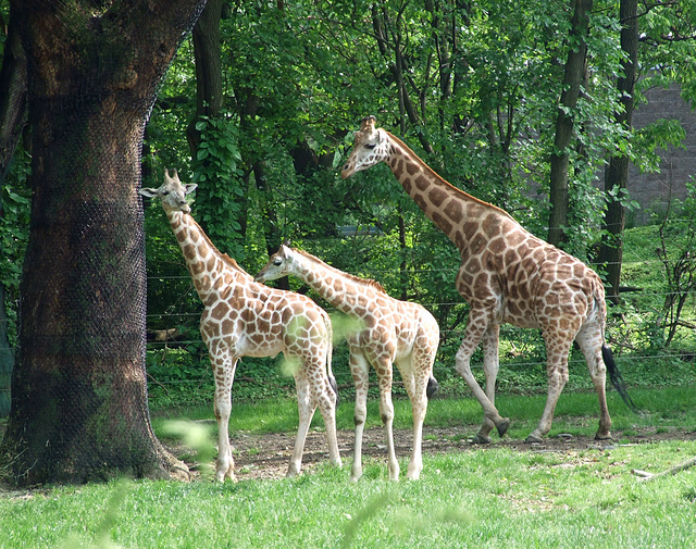 ipernity: Giraffes at the Bronx Zoo, May 2012 - by LaurieAnnie