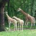 Giraffes at the Bronx Zoo, May 2012