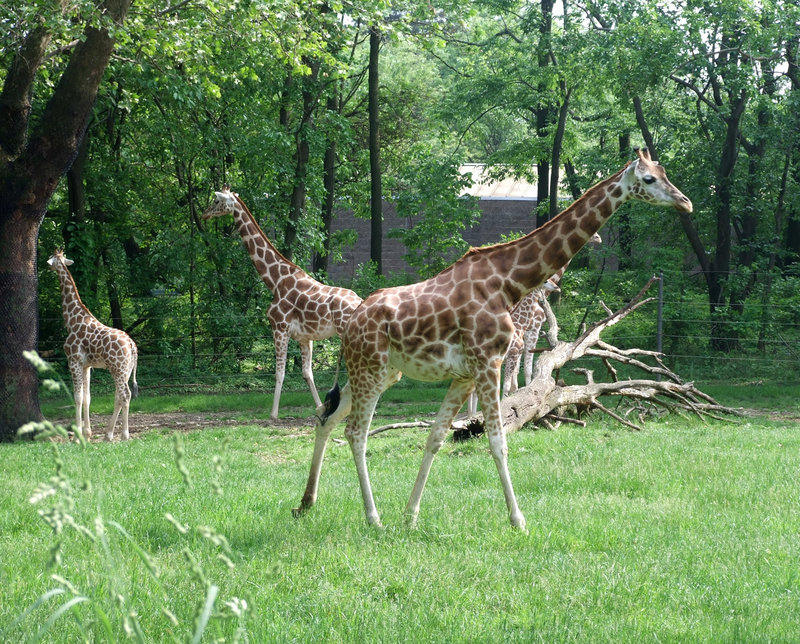 Giraffes at the Bronx Zoo, May 2012