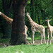 Giraffes at the Bronx Zoo, May 2012