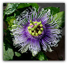 Passiflora Byron Beauty