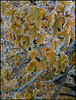 golden frost leaves