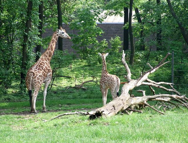 Giraffes at the Bronx Zoo, May 2012