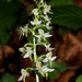 Platanthera bifolia (5)