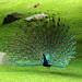 Peacock at the Bronx Zoo, May 2012