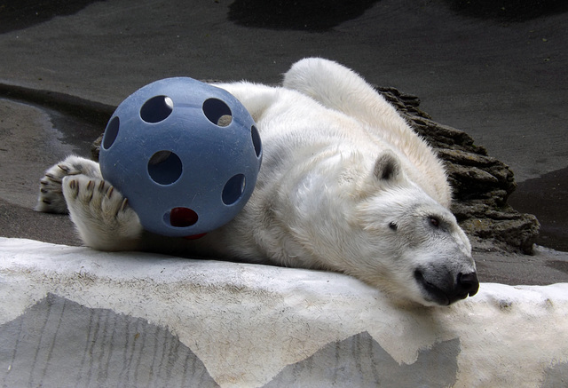 Polar Bear at the Bronx Zoo, May 2012