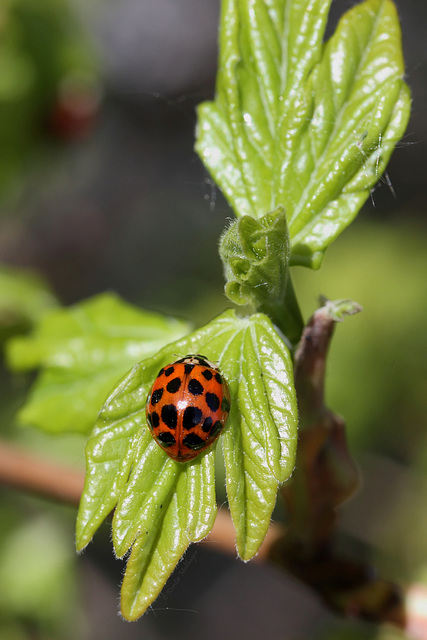 Asiatischer Marienkäfer