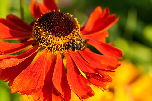 Bee on gaillardia