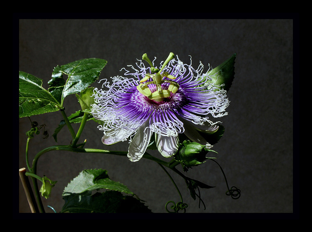 Passiflora Byron Beauty