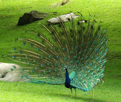 Peacock at the Bronx Zoo, May 2012