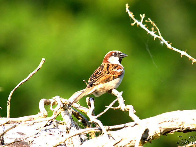 Sparrow