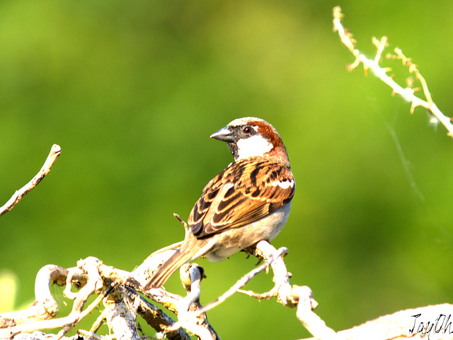 Sparrow