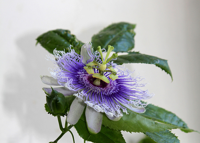 Passiflora Byron Beauty