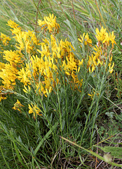 Genista tinctoria-002