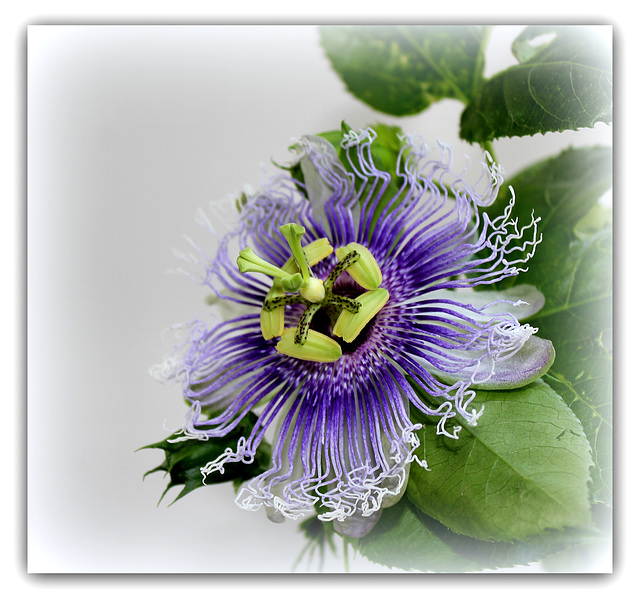 Passiflora Byron Beauty