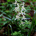 Platanthera bifolia