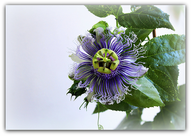 Passiflora Byron Beauty