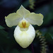 Orchidee (Wilhelma)