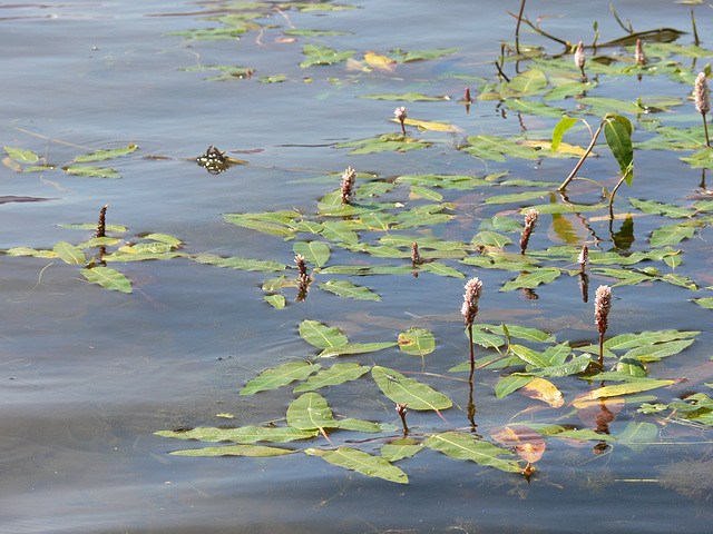 Wasserpflanzen