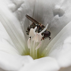 Tiny Hoverfly in Blindweed Blossom