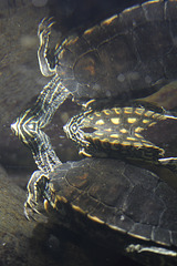 Zwerg-Höckerschildkröte (Wilhelma)